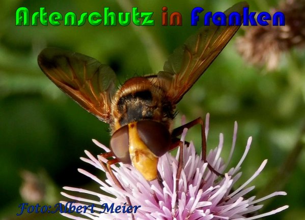 Copyright AiS Albert Meier Bild zum Eintrag (60961-160)