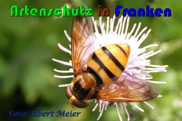 Copyright AiS Albert Meier Bild zum Eintrag (60962-160)