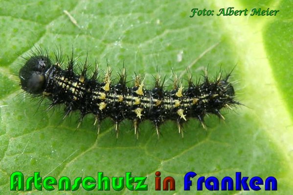 Copyright AiS Albert Meier Bild zum Eintrag (60990-160)