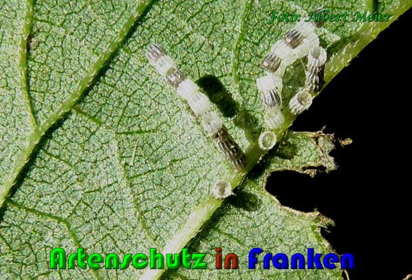 Copyright AiS Albert Meier Bild zum Eintrag (60997-160)