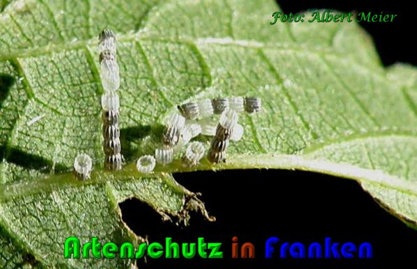 Copyright AiS Albert Meier Bild zum Eintrag (60998-160)