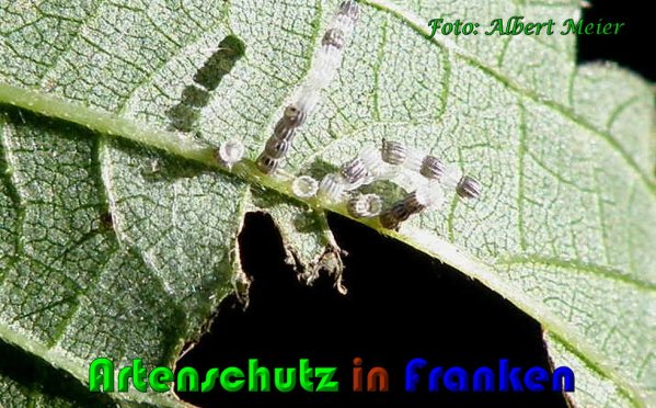 Copyright AiS Albert Meier Bild zum Eintrag (60999-160)