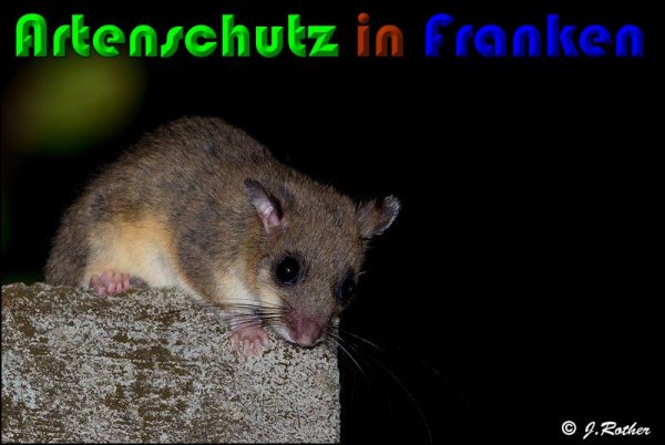 Bild zum Eintrag (61008-160)