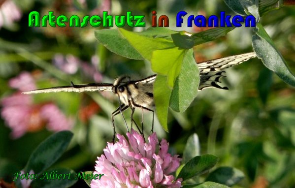 Copyright AiS Albert Meier Bild zum Eintrag (61016-160)