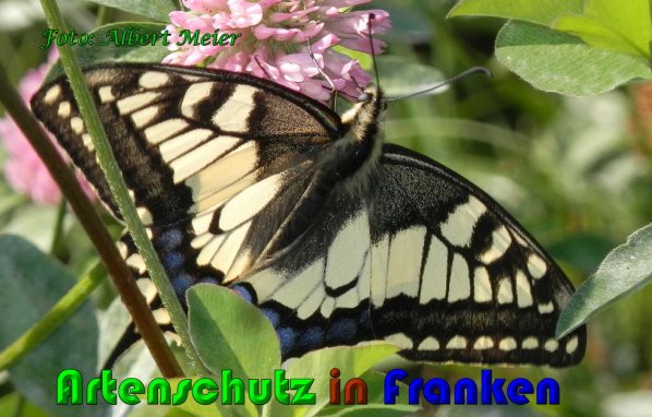 Copyright AiS Albert Meier Bild zum Eintrag (61018-160)