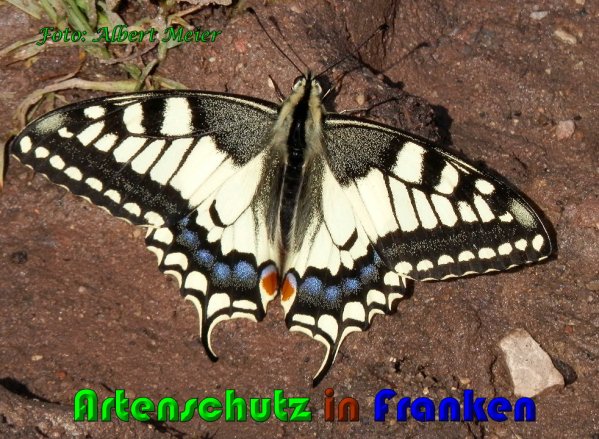 Copyright AiS Albert Meier Bild zum Eintrag (61019-160)