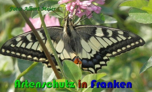 Copyright AiS Albert Meier Bild zum Eintrag (61020-160)