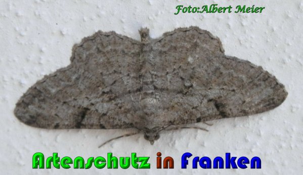 Copyright AiS Albert Meier Bild zum Eintrag (61059-160)