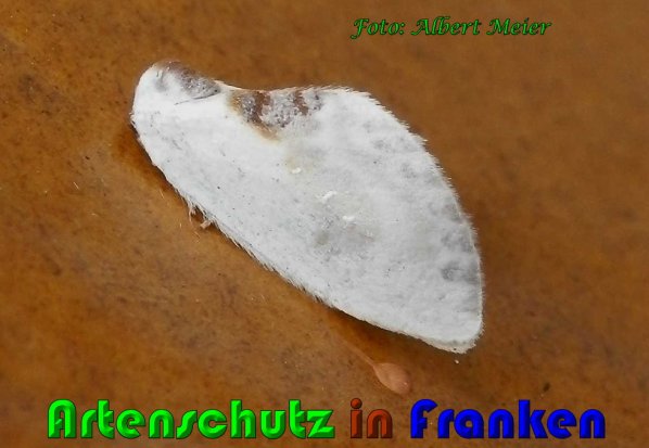 Copyright AiS Albert Meier Bild zum Eintrag (61071-160)