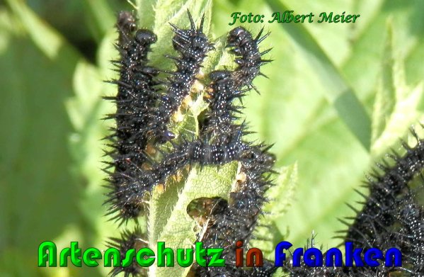Copyright AiS Albert Meier Bild zum Eintrag (61091-160)