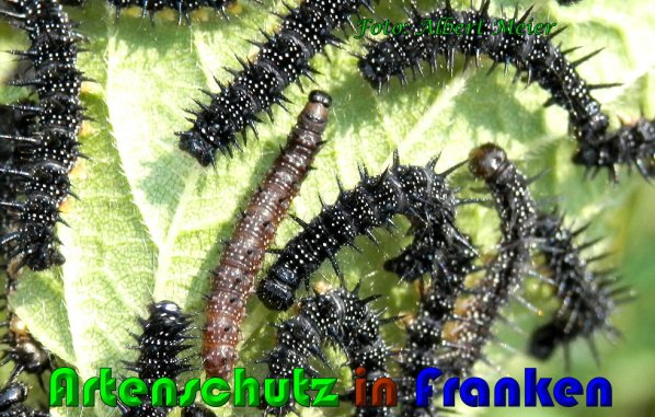 Copyright AiS Albert Meier Bild zum Eintrag (61092-160)