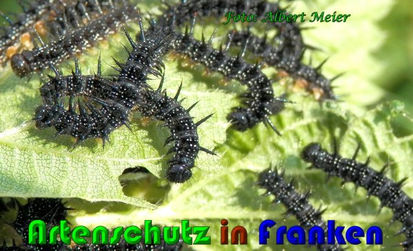 Copyright AiS Albert Meier Bild zum Eintrag (61094-160)