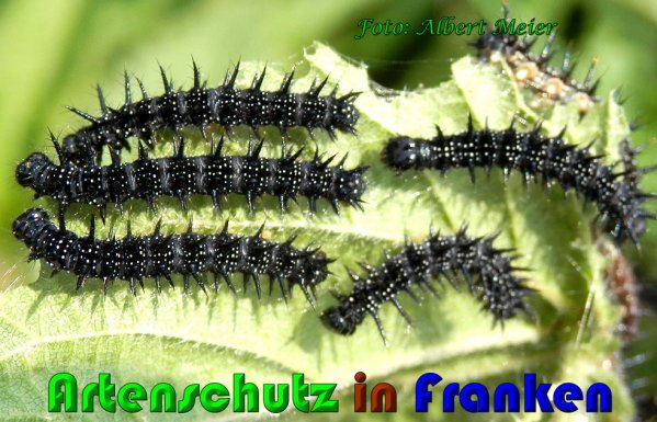 Copyright AiS Albert Meier Bild zum Eintrag (61095-160)