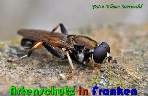 Copyright AiS Klaus Sanwald Bild zum Eintrag (61098-160)