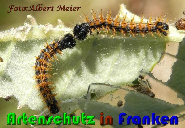 Copyright AiS Albert Meier Bild zum Eintrag (61157-160)