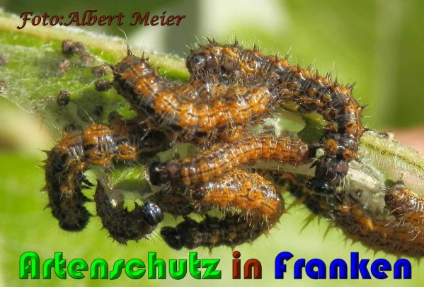 Copyright AiS Albert Meier Bild zum Eintrag (61158-160)