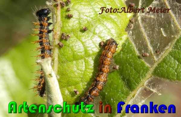 Copyright AiS Albert Meier Bild zum Eintrag (61159-160)