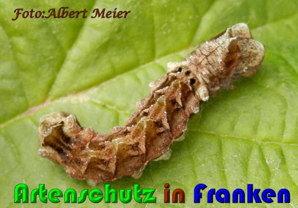 Copyright AiS Albert Meier Bild zum Eintrag (61161-160)
