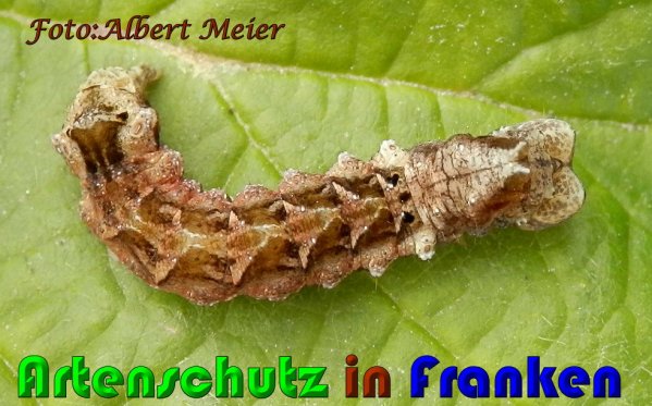 Copyright AiS Albert Meier Bild zum Eintrag (61163-160)