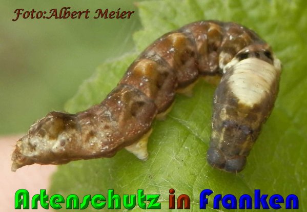 Copyright AiS Albert Meier Bild zum Eintrag (61164-160)