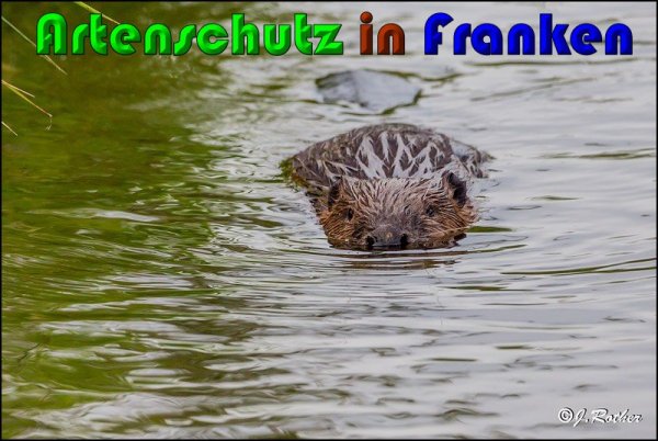 Copyright AiS Johannes Rother Bild zum Eintrag (61170-160)