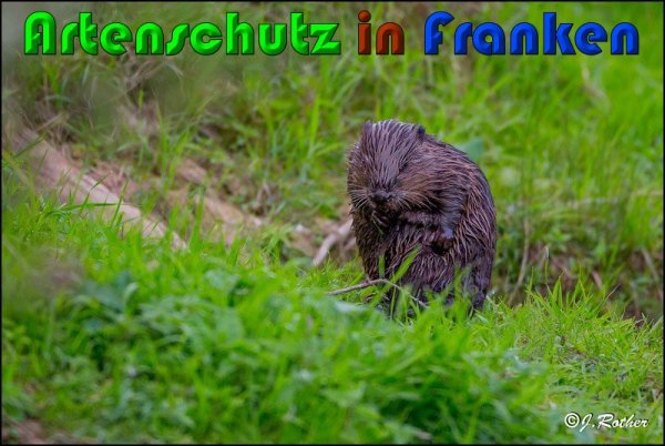 Copyright AiS Johannes Rother Bild zum Eintrag (61174-160)