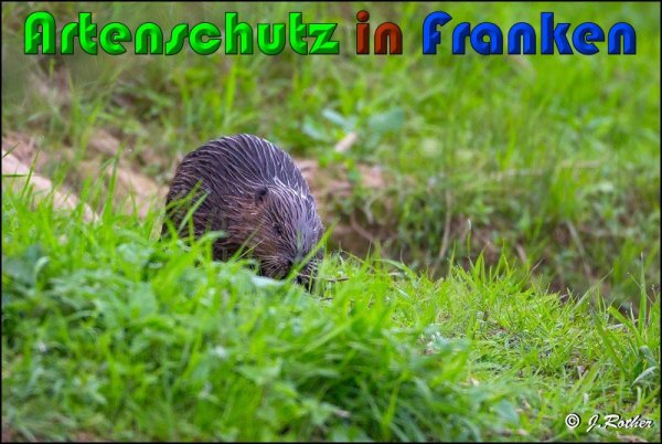 Copyright AiS Johannes Rother Bild zum Eintrag (61175-160)