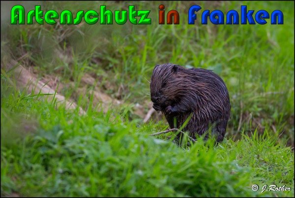 Copyright AiS Johannes Rother Bild zum Eintrag (61176-160)