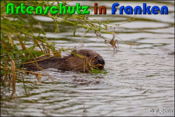 Copyright AiS Johannes Rother Bild zum Eintrag (61177-160)
