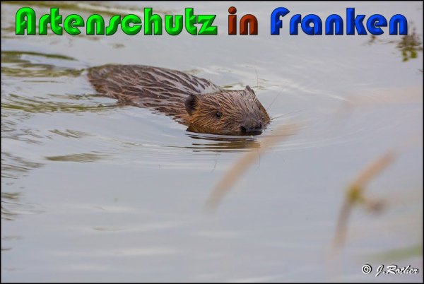 Copyright AiS Johannes Rother Bild zum Eintrag (61178-160)