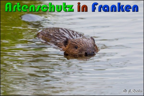 Copyright AiS Johannes Rother Bild zum Eintrag (61180-160)
