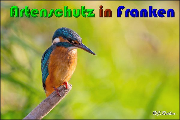 Copyright AiS Johannes Rother Bild zum Eintrag (61186-160)