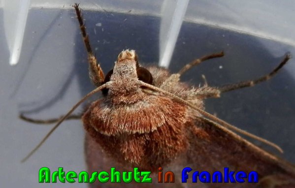 Copyright AiS Albert Meier Bild zum Eintrag (61202-160)