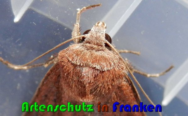 Copyright AiS Albert Meier Bild zum Eintrag (61203-160)