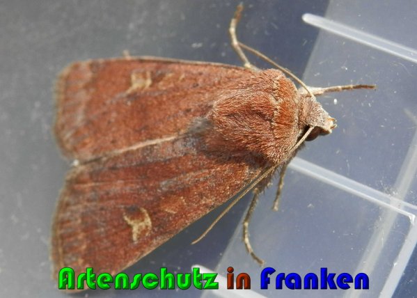 Bild zum Eintrag (61205-160)