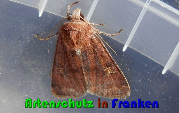 Bild zum Eintrag (61206-160)