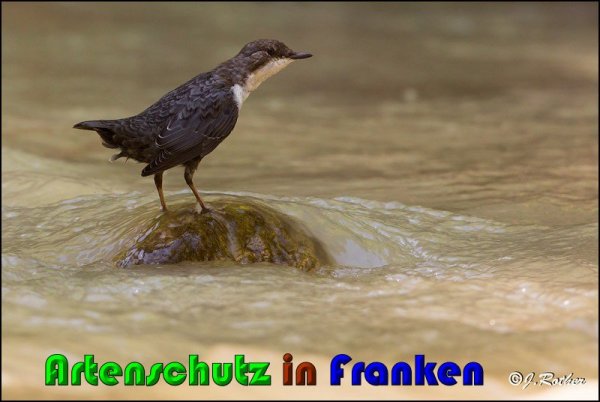 Copyright AiS Johannes Rother Bild zum Eintrag (61220-160)