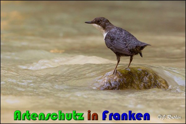 Copyright AiS Johannes Rother Bild zum Eintrag (61221-160)