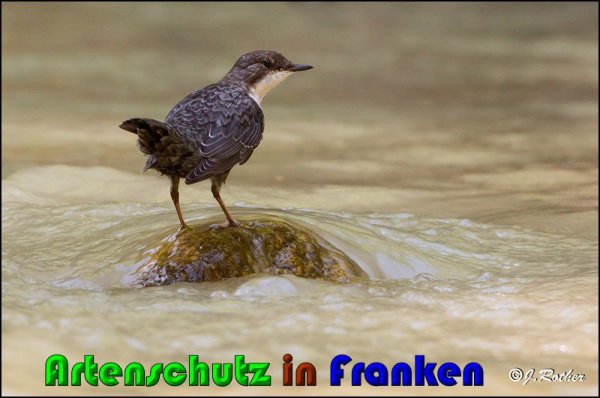Copyright AiS Johannes Rother Bild zum Eintrag (61222-160)