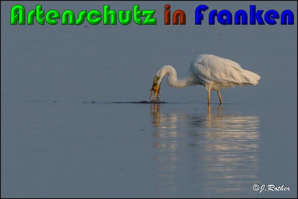 Copyright AiS Johannes Rother Bild zum Eintrag (61226-160)