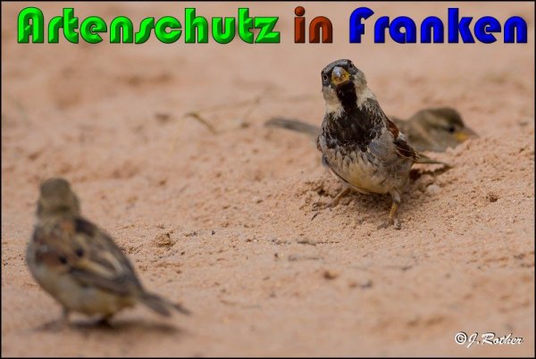 Copyright AiS Johannes Rother Bild zum Eintrag (61231-160)