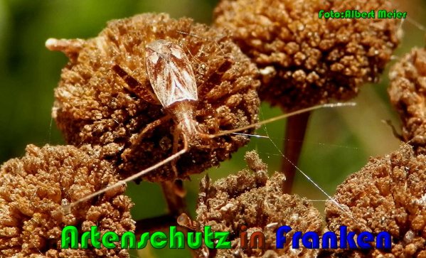 Copyright AiS Albert Meier Bild zum Eintrag (61265-160)