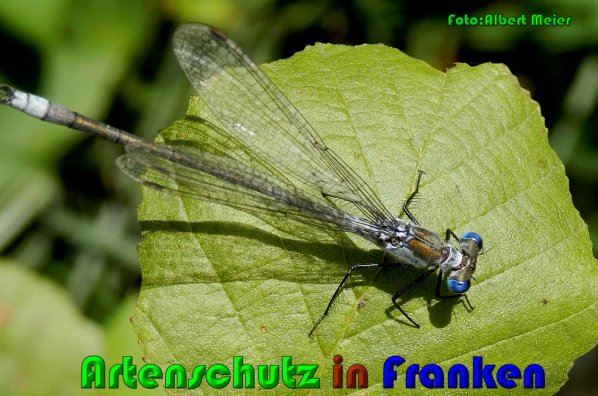 Bild zum Eintrag (61271-160)