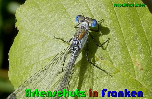 Bild zum Eintrag (61272-160)