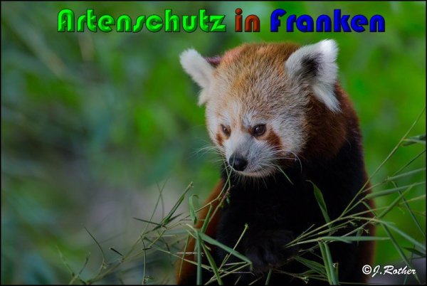Copyright AiS Johannes Rother Bild zum Eintrag (61306-160)