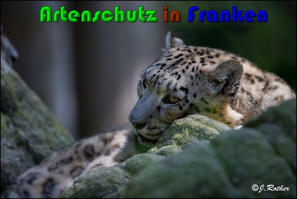 Copyright AiS Johannes Rother Bild zum Eintrag (61307-160)