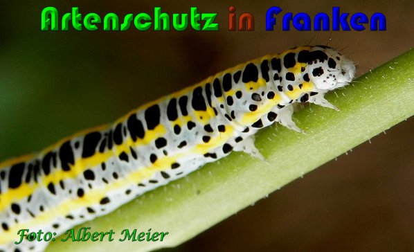 Copyright AiS Albert Meier Bild zum Eintrag (61326-160)