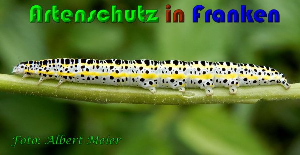 Copyright AiS Albert Meier Bild zum Eintrag (61327-160)