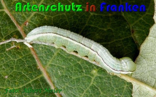 Copyright AiS Albert Meier Bild zum Eintrag (61329-160)