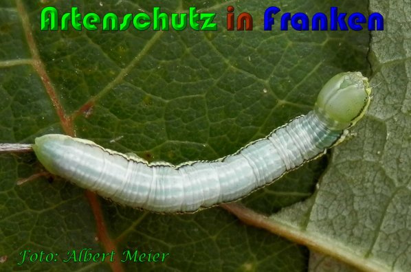 Copyright AiS Albert Meier Bild zum Eintrag (61331-160)